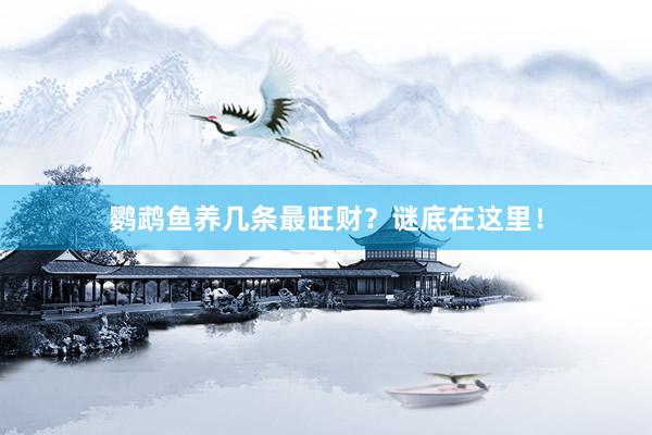鹦鹉鱼养几条最旺财？谜底在这里！